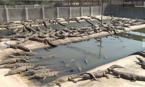 Còn đây là những hình ảnh được ghi lại tại trang trại nuôi cá sấu lột da ở bang Texas (Mỹ). Mặc dù ngoài tự nhiên, cá sấu có tuổi thọ cao hơn con người rất nhiều nhưng loài động vật này gần như không có cơ hội sống khi tròn 3 năm tuổi.