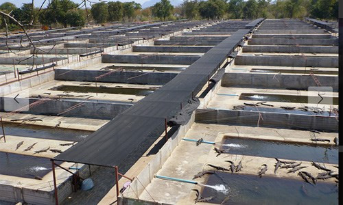 Lúc cá sấu tròn 3 tuổi là thời điểm lớp da đã cứng cáp và có thể lột để làm các sản phẩm cao cấp như túi xách hoặc đồng hồ.