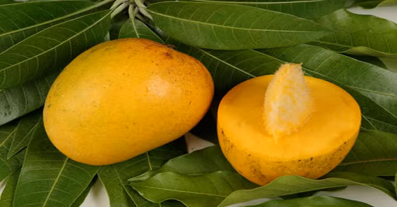 Khi chín, xoài Kesar mọng nước, ngọt như kẹo, thịt xoài mềm như kem. Kesar có lớp vỏ mỏng, màu cam óng pha xanh.