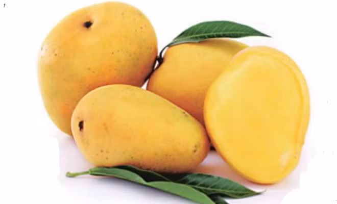 Theo Wikipedia, xoài Kesar cũng được biết đến là một trong những giống hoa quả đắt nhất thế giới.