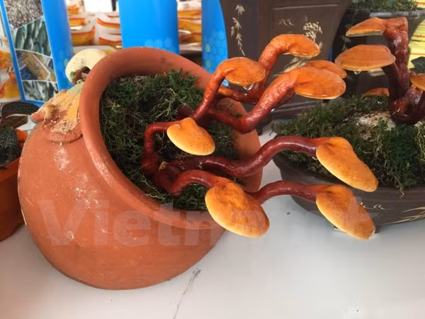 Chậu linh chi bonsai giá hàng triệu đồng.