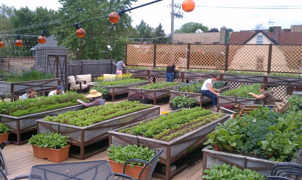 Người quản lý vườn rau cho biết: “Nó giúp chúng tôi sáng tạo một hệ thống thực phẩm riêng cho nhà hàng”. Và thật tuyệt vời để thực khách có thể thưởng lãm quá trình những thực phẩm chế biến từ rau xanh của họ từ lúc nảy mầm, phát triển xanh tốt, ra hoa, quả và cuối cùng được bày ngon lành trên đĩa ăn.