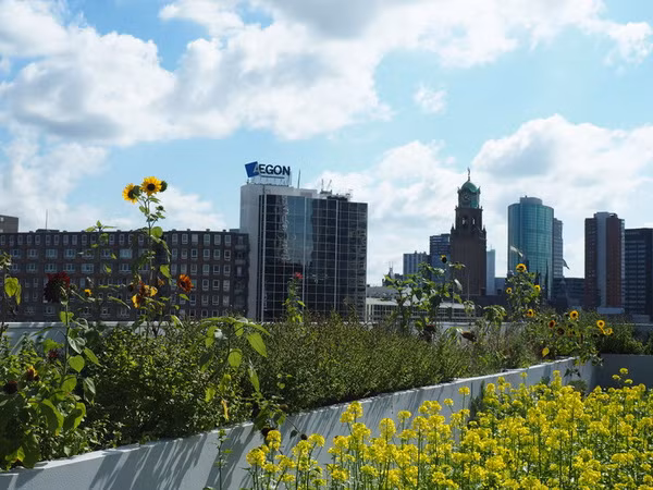 Không chỉ có rau, củ, trang trại còn trồng nhiều loài hoa như hướng dương, cải vàng.