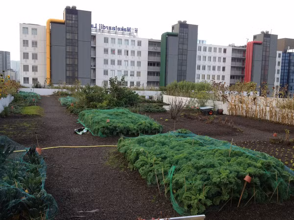 Với diện tích đến 1000m², trang trại Dakakker ở Hà Lan trồng đủ loại rau và thảo dược sạch để cung cấp cho một số nhà hàng, hệ thống ăn uống.