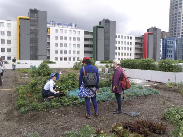 Trang trại trên mái nhà này cũng thu hút nhiều du khách đến tham quan và học hỏi kinh nghiệm.