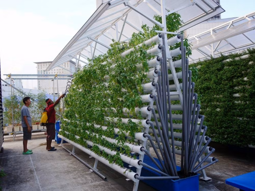 Trang trại tầng mái quy mô lớn đầu tiên ở Singapore được thiết lập tại sân thượng của tòa nhà Scape, ngay ở trung tâm của khu Orchard Road.