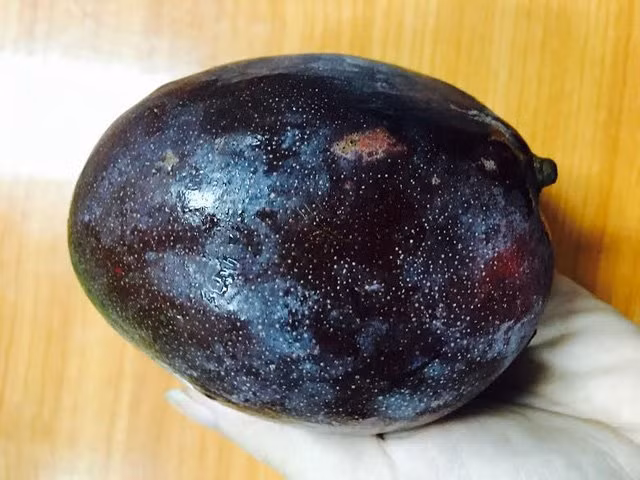 Tan muc nhung loai xoai doc, di, la sieu hut khach-Hinh-2