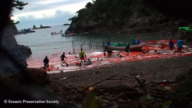 Những cuộc đi săn khiến cá voi không chỉ chịu nỗi đau thể xác mà còn phải trải qua nhiều sự đau đớn về tâm lý. Thông thường, người ngư dân chỉ bắt những con cá voi trưởng thành cỡ lớn, thả những con nhỏ. Với những con cá được thả, chúng có dấu hiệu ảnh hưởng tâm lý bởi bầy đàn cá voi có mối quan hệ rất gần gũi với nhau.
