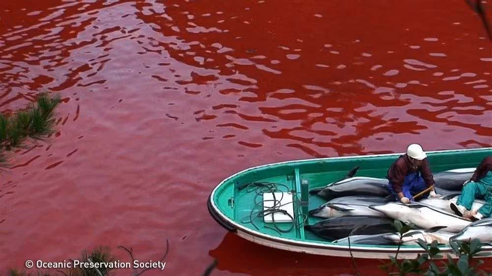 Trước kia, người ngư dân thường sử dụng dụng cụ thô sơ, đâm cá voi bằng móc sắt. Máu cá voi nhuộm đỏ cả một vùng biển.