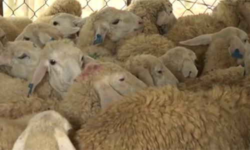  Trang trại vật nuôi hàng trăm con cừu, dê của anh Đệ cho thu nhập hàng trăm triệu mỗi năm. Những con cừu được nuôi chủ yếu bằng cỏ và cám.