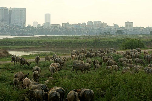 Anh Nguyễn Văn Tiến, chủ nhân của đàn trâu gần 20 con, sống ở tổ 22 cụm Nha, phường Long Biên, quận Long Biên, Hà Nội. Trong đàn trâu, con to nhất cỡ 5 tạ, con lớn bù con nhỏ áng chừng giá trị đàn trâu khoảng hơn 4 tỉ đồng.