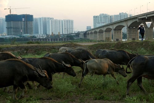 Nhìn đàn trâu thuộc loại "khủng" này ít ai ngờ, vào năm 1993 anh Tiến - chị Hải đã phải đi vay lãi 1,8 triệu đồng để mua 1 con trâu với mục đích chỉ để cày thuê kiếm sống qua ngày. Bằng đôi bàn tay tần tảo của chị Hải, được phụ giúp bởi tính cách mạnh mẽ từ anh Tiến, hai vợ chồng cố gắng chăn thả rồi tích cóp mua dần để gây dựng đàn trâu.