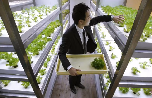 “Nông trại thành thị” của Pasona được trang bị đầy đủ các thiết bị hiện đại như đèn huỳnh quang, đèn LED, hệ thống tưới tiêu tự động, bộ điều khiển nhiệt độ, độ ẩm và không khí thông minh…