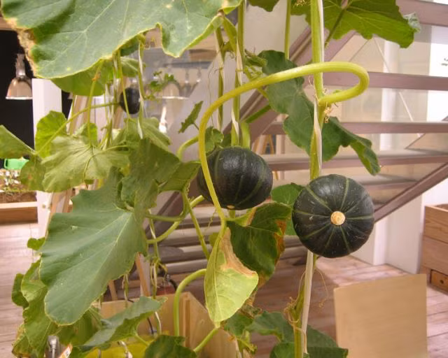 Nhìn từ bên ngoài, trụ sở chính của Pasona dường như cũng giống như bao tòa nhà văn phòng khác tại Nhật Bản. Khi bước vào bên trong, mọi người sẽ phải bất ngờ khi biết công trình này chứa hẳn một nông trại thực sự mang tên “Nông trại thành thị”.