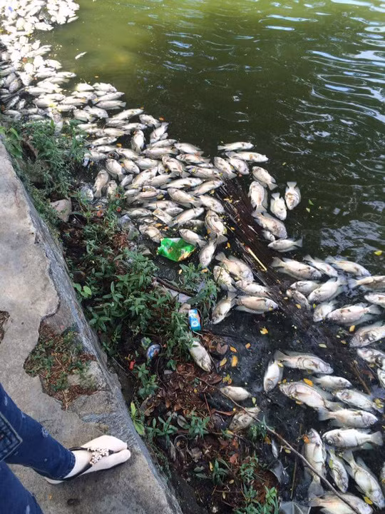 Hon 1 tan ca chet noi trang mat ho o Da Nang