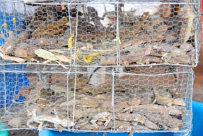 Hàng chục con tắc kè nhốt trong lồng sắt chờ khách mua.