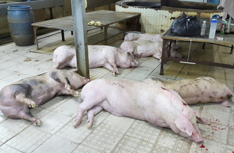 Hon 600 con heo bi bom nuoc, chan di khong vung tai lo mo