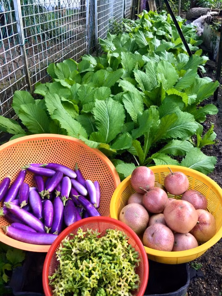 Trong khu vườn đẹp của mẹ Việt ở Malaysia này lúc nào cũng có 20 loại rau khác nhau để cả gia đình ăn đổi món.