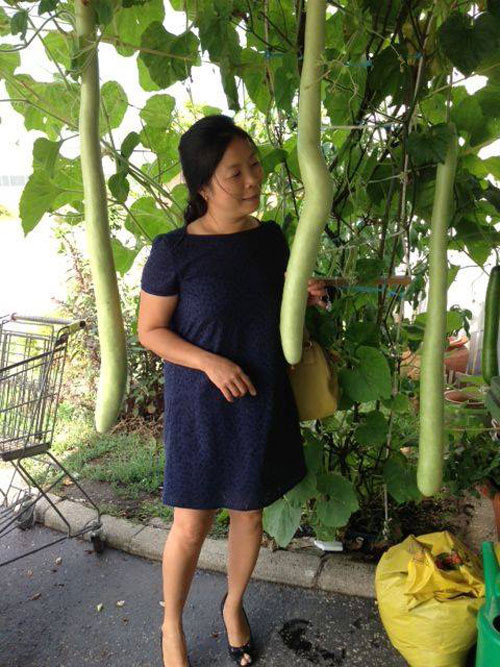 Vườn rau quả nhà chị Thảo luôn cho trái xum xuê.