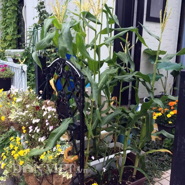 Chị Quỳnh thường mang hạt giống từ Việt Nam sang và mua đất, trấu ở Nhật Bản để trồng.