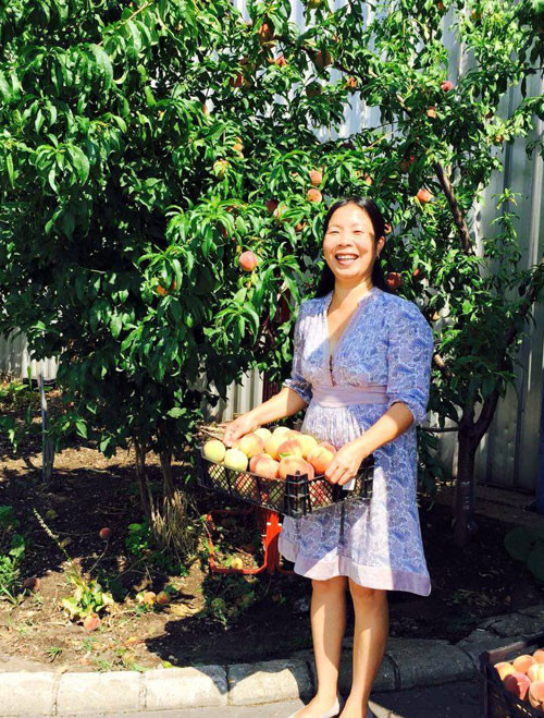 Chị Thảo thu hoạch đào chín trong vườn nhà.