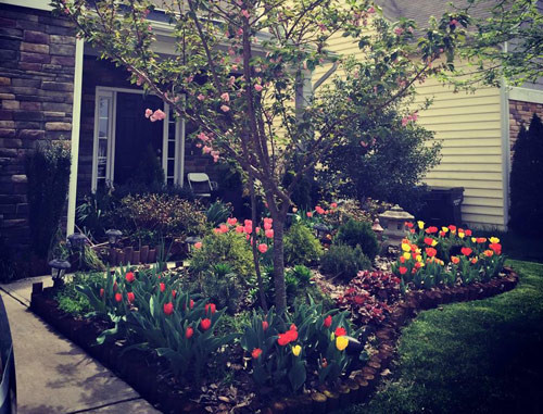 Bao quanh khu nhà chị Quỳnh là rất nhiều loại hoa khoe sắc gồm hàng rào hoa hồng, hoa tulip, hoa ly, hoa mẫu đơn và những loại hoa trồng ngắn ngày trang trí kiểu Mỹ.