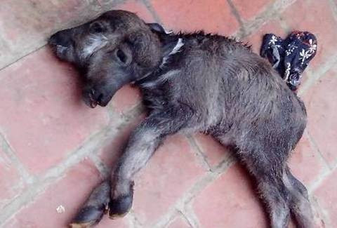 Ga 4 chan, be 2 dau... con vat ky di chi o Viet Nam-Hinh-2