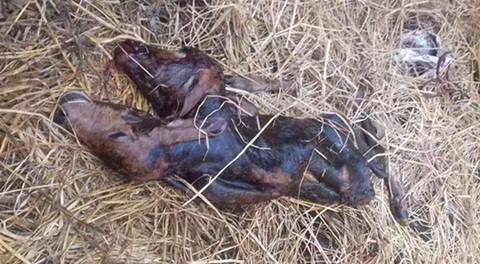 Gà 4 chân, bê 2 đầu... con vật kỳ dị chỉ ở Việt Nam Ga 4 chan, be 2 dau... con vat ky di chi o Viet Nam