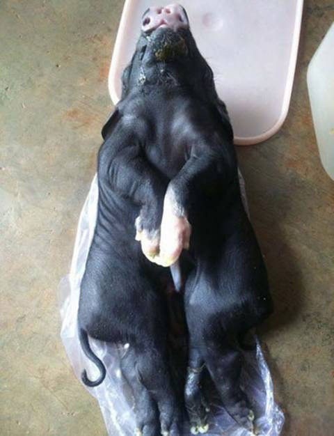 Ga 4 chan, be 2 dau... con vat ky di chi o Viet Nam-Hinh-5