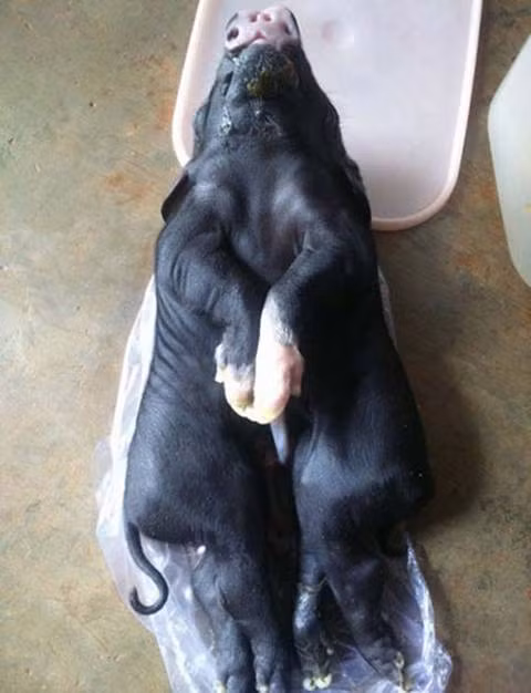 Gà 4 chân, bê 2 đầu... con vật kỳ dị chỉ ở Việt Nam - Hình 5 Ga 4 chan, be 2 dau... con vat ky di chi o Viet Nam-Hinh-5