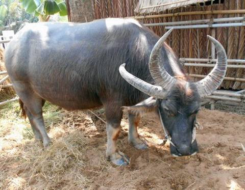 Ga 4 chan, be 2 dau... con vat ky di chi o Viet Nam-Hinh-4