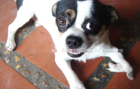 Ga 4 chan, be 2 dau... con vat ky di chi o Viet Nam-Hinh-7