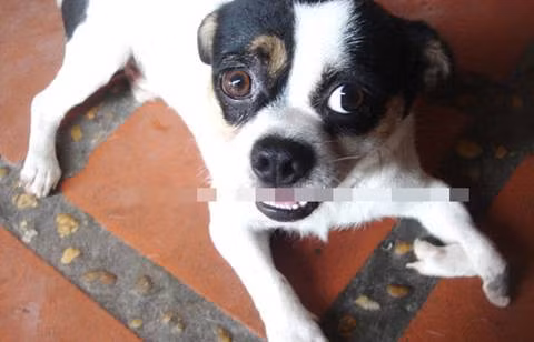 Gà 4 chân, bê 2 đầu... con vật kỳ dị chỉ ở Việt Nam - Hình 7 Ga 4 chan, be 2 dau... con vat ky di chi o Viet Nam-Hinh-7