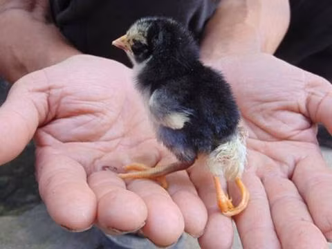 Gà 4 chân, bê 2 đầu... con vật kỳ dị chỉ ở Việt Nam - Hình 6 Ga 4 chan, be 2 dau... con vat ky di chi o Viet Nam-Hinh-6