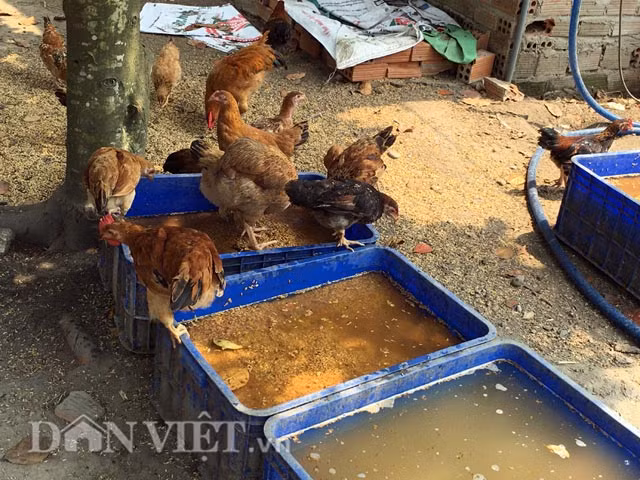 Sau khi tìm hiểu và lựa chọn, vào giữa năm 2015, anh Thuận đầu tư số tiền gần 3 tỉ đồng để mua mảnh đất rộng gần 2ha tại thôn Phú Thuận Tây, lập trang trại thả nuôi 6000 con gà giống, gồm: gà rừng, Lạc Thủy, ri lai... trong đó giống gà Lạc Thủy chiếm 90% tổng đàn. Để có lượng gà trưởng thành xuất bán thường xuyên, anh Thuận chia việc mua, nhập gà giống thành từng đợt, với số lượng khoảng 1000 con/đợt.