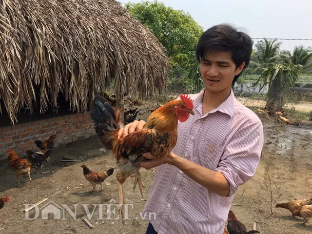 Không ít người khi biết, chứng kiến kiểu nuôi này đánh giá đó là cách nuôi gà theo kiểu "nhà giàu". Thế nhưng theo anh Thuận tuy chi phí cao, thời gian nuôi cũng lâu hơn từ 5-6 tháng mới xuất chuồng và lợi nhuận ước chỉ 10% nếu so với cách thả vườn nhưng cho ăn bột cám tổng hợp (3-4 tháng xuất chuồng và lợi nhuận 20-30%). Tuy nhiên, bù lại thì chất lượng thịt gà thơm ngon, dai hơn hẳn.