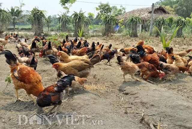 Với lý do chỉ mới "vạn sự khởi đầu nan", cho nên phải thuyết phục khá lâu, anh Nguyễn Đức Thuận (sinh 1975, ở TP.Quảng Ngãi) mới ngập ngừng kể về việc lập trang trại gà thả vườn theo kiểu "khác người" của mình tại thôn Phú Thuận Tây, xã Nghĩa Thuận, huyện Tư Nghĩa.