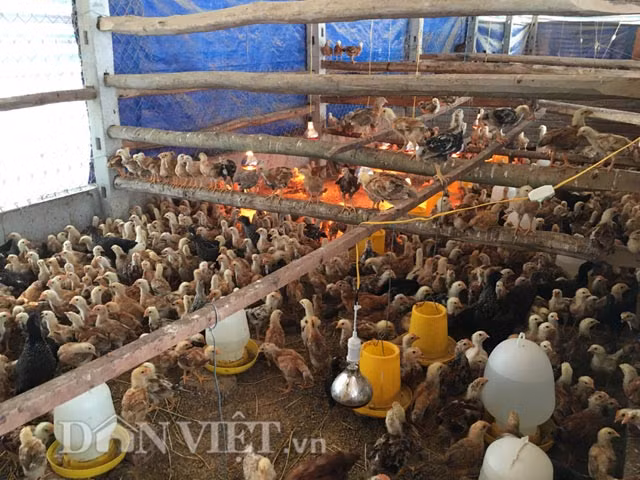 Theo đó sau khi gà giống nhập về (1 ngày tuổi) và nuôi bằng thức ăn tinh như bột cám, gạo...đến lúc 21 ngày tuổi thì bắt đầu thả tự do trong vườn. Và trong khẩu phần thức ăn hàng ngày, bên cạnh rau muống, bèo, lúa mầm... anh Thuận còn ủ đỗ xanh làm giá và băm nhỏ trộn cho gà. Ảnh: Khu vực gà giống vừa nhập về.