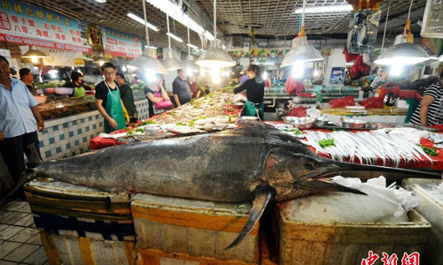 Con cá kiếm này được các ngư dân đánh bắt ở vùng biển Hoàng Hải Nam vào buổi sáng sớm.