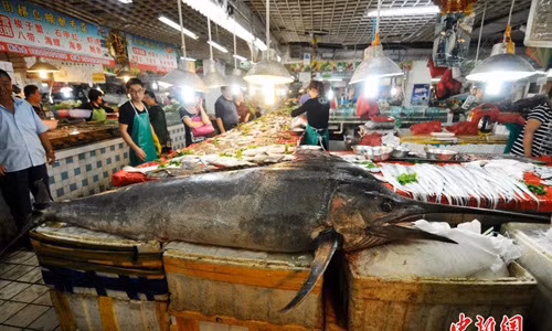 Con cá kiếm này được các ngư dân đánh bắt ở vùng biển Hoàng Hải Nam vào buổi sáng sớm.