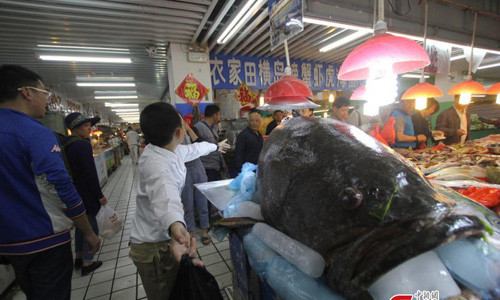 Con cá khổng lồ được chủ gian hàng này mua lại từ một ngư dân. Đây không phải lần duy nhất những con cá "khủng" được bày bán ở chợ Trung Quốc.