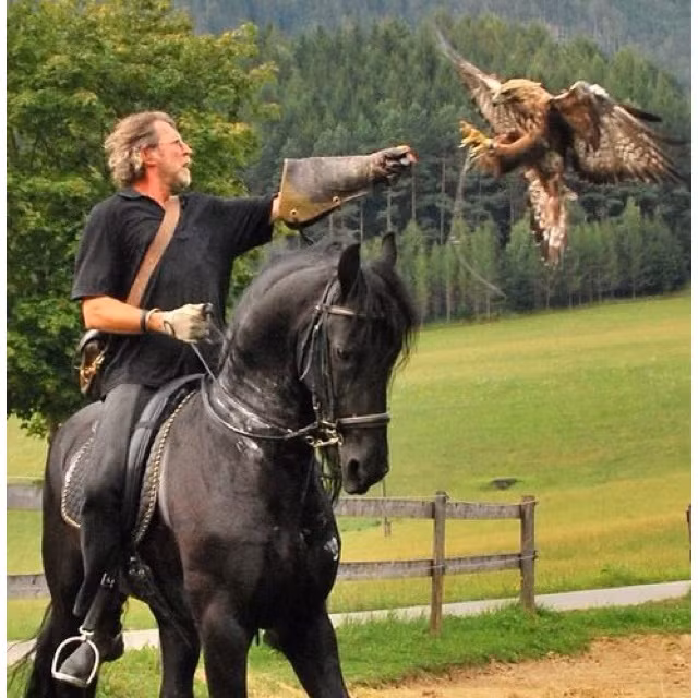 Việc huấn luyện chim bay đi săn mồi rồi bay về không phải là chuyện đơn giản.