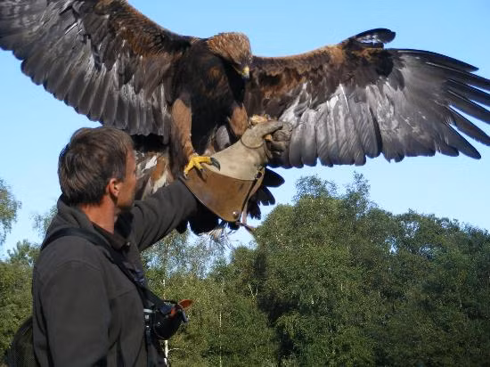 Thú chơi và huấn luyện chim săn mồi (falconry) trên thế giới đã có từ lâu và được coi là một môn thể thao. Tại châu Á, ở các nước như Thái Lan, Ấn Độ, Mông Cổ..., phong trào falconry rất mạnh và phổ biến, riêng tại Ấn Độ có hẳn một festival về bộ môn này.