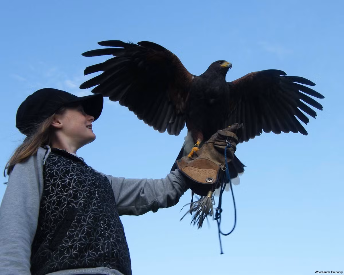 Chim đại bàng không giống những loại chim nuôi khác, mà đòi hỏi phải có sự huấn luyện ở một trình độ cao, người chơi phải tìm hiểu các kiến thức để huấn luyện.