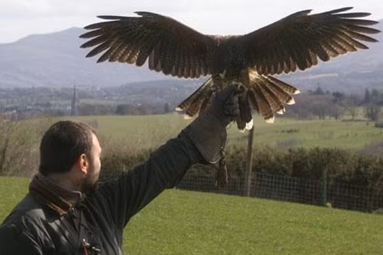 Tuy nhiên, không phải ai cũng có điều kiện để chơi tất cả những loài chim này nên trong giới đam mê falconry cũng có sự phân cấp rõ rệt. Đối với những người mới chơi thì lựa chọn ưng xám nhỏ và diều trắng còn những bậc “cao thủ” thì mới chọn đại bàng làm đam mê của mình. Và số lượng người chơi này cũng không nhiều.
