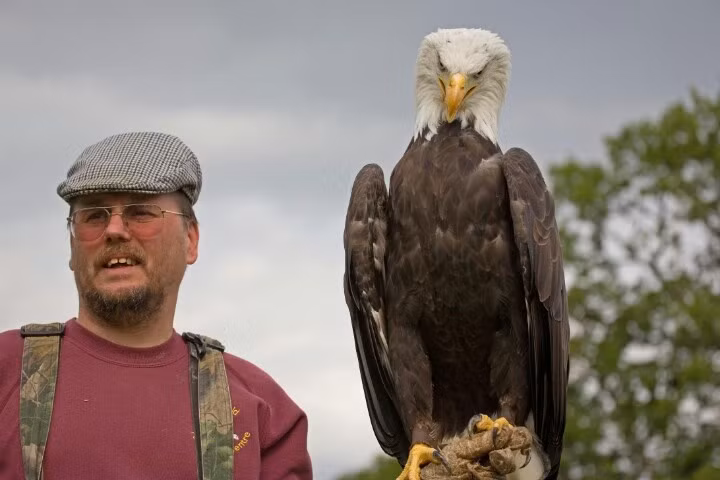 Đồng thời, người chủ phải sắm rất nhiều phụ kiện mà chủ yếu là nhập ngoại như: găng tay da, dây da để xích chân đại bàng, chuông lục lạc đeo ở chân đề phòng khi chủ và chim mất tín hiệu với nhau...