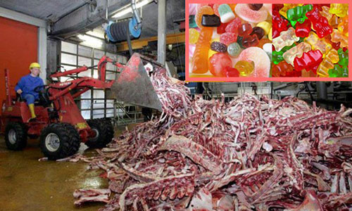 Gelatin được đánh giá là sản phẩm an toàn cho sức khoẻ con người và nằm trong danh mục các chất phụ gia được phép sử dụng. Tuy nhiên, việc sản xuất chất gelatin thiếu an toàn vệ sinh thực phẩm có thể dẫn tới việc lây nhiễm melamine (một chất có thể dẫn đến tác hại về sinh sản, sỏi bàng quang hoặc suy thận, sỏi thận và thậm chí là ung thư).