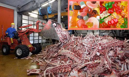 Gelatin được đánh giá là sản phẩm an toàn cho sức khoẻ con người và nằm trong danh mục các chất phụ gia được phép sử dụng. Tuy nhiên, việc sản xuất chất gelatin thiếu an toàn vệ sinh thực phẩm có thể dẫn tới việc lây nhiễm melamine (một chất có thể dẫn đến tác hại về sinh sản, sỏi bàng quang hoặc suy thận, sỏi thận và thậm chí là ung thư).