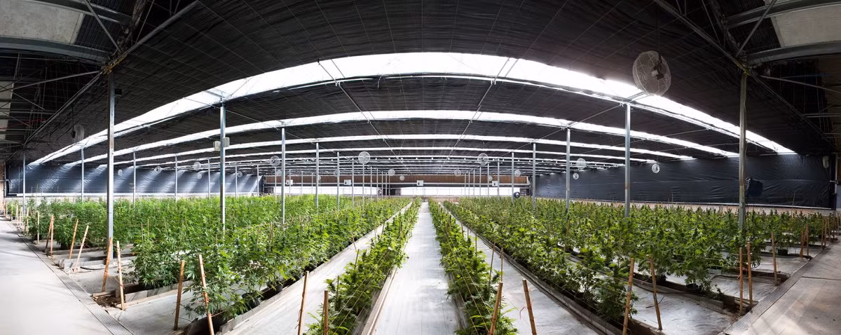 Các sản phẩm cần sa tại Care Columbia đến từ các cơ sở phát triển trên toàn quốc, bao gồm cả Chino Valley, Arizona.