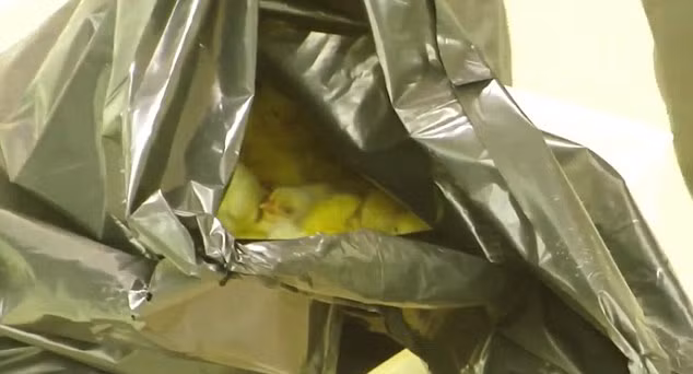 Những chú gà không đạt tiêu chuẩn do quá yếu sẽ ngay lập tức bị ném vào bao nilon để tiêu hủy.